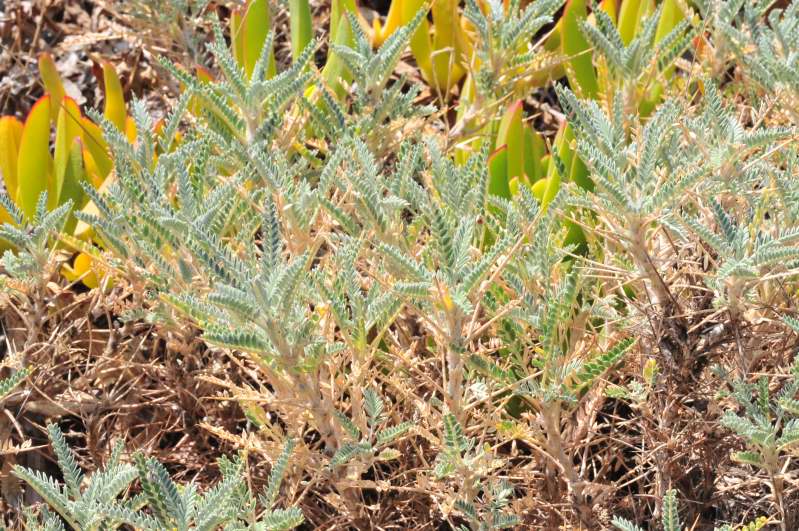 Astragalus terraccianoi / Astragalo di Terracciano